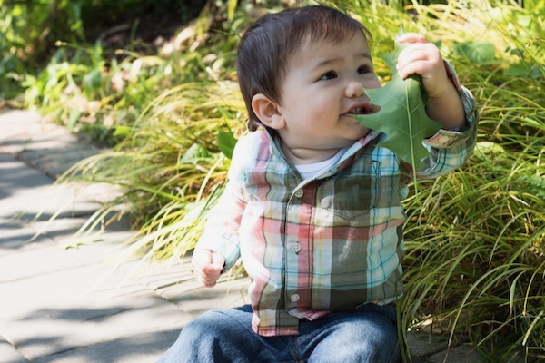 A young boy sitting on a pathway outdoors while holding up a large oak leaf.